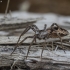 European Nursery Web spider - Pisaura mirabilis | Fotografijos autorius : Giedrius Markevičius | © Macronature.eu | Macro photography web site