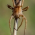 European Nursery Web spider - Pisaura mirabilis | Fotografijos autorius : Oskaras Venckus | © Macronature.eu | Macro photography web site