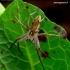 European Nursery Web spider - Pisaura mirabilis | Fotografijos autorius : Romas Ferenca | © Macronature.eu | Macro photography web site