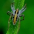 European Nursery Web spider - Pisaura mirabilis | Fotografijos autorius : Romas Ferenca | © Macronature.eu | Macro photography web site