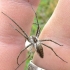 European Nursery Web spider - Pisaura mirabilis | Fotografijos autorius : Linas Mockus | © Macronature.eu | Macro photography web site