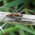 European Nursery Web spider - Pisaura mirabilis | Fotografijos autorius : Kazimieras Martinaitis | © Macronature.eu | Macro photography web site