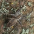 European Nursery web spider - Pisaura mirabilis | Fotografijos autorius : Gintautas Steiblys | © Macronature.eu | Macro photography web site