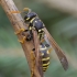 European Paper Wasp - Polistes dominula | Fotografijos autorius : Romas Ferenca | © Macronature.eu | Macro photography web site