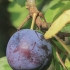 European Plum - Prunus domestica | Fotografijos autorius : Gintautas Steiblys | © Macronature.eu | Macro photography web site