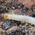 European Red-bellied clerid - Thanasimus formicarius, juv. larva | Fotografijos autorius : Gintautas Steiblys | © Macronature.eu | Macro photography web site