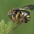 European Rotund-Resin Bee - Anthidiellum strigatum | Fotografijos autorius : Gintautas Steiblys | © Macronature.eu | Macro photography web site