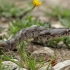Naminė kačiaakė gyvatė - Telescopus fallax | Fotografijos autorius : Gintautas Steiblys | © Macronature.eu | Macro photography web site