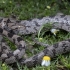 Naminė kačiaakė gyvatė - Telescopus fallax | Fotografijos autorius : Žilvinas Pūtys | © Macronature.eu | Macro photography web site