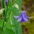 Common Columbine | Aquilegia vulgaris | Fotografijos autorius : Darius Baužys | © Macronature.eu | Macro photography web site