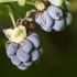 European dewberry - Rubus caesius | Fotografijos autorius : Kazimieras Martinaitis | © Macronature.eu | Macro photography web site