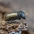 European hardwood ambrosia beetle - Trypodendron domesticum | Fotografijos autorius : Kazimieras Martinaitis | © Macrogamta.lt | Šis tinklapis priklauso bendruomenei kuri domisi makro fotografija ir fotografuoja gyvąjį makro pasaulį.