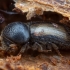 European hardwood ambrosia beetle - Trypodendron domesticum | Fotografijos autorius : Žilvinas Pūtys | © Macronature.eu | Macro photography web site