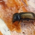 European hardwood ambrosia beetle - Trypodendron domesticum | Fotografijos autorius : Gintautas Steiblys | © Macronature.eu | Macro photography web site
