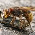 Širšuolas - Vespa crabro su savo auka Sparva - Tabanus sp.  | Fotografijos autorius : Gintautas Steiblys | © Macronature.eu | Macro photography web site