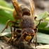 European hornet - Vespa crabro with its victim True horse fly - Tabanus sp.  | Fotografijos autorius : Gintautas Steiblys | © Macronature.eu | Macro photography web site