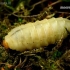 European hornet - Vespa crabro, larva | Fotografijos autorius : Romas Ferenca | © Macronature.eu | Macro photography web site