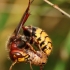 European hornet - Vespa crabro | Fotografijos autorius : Ramunė Vakarė | © Macronature.eu | Macro photography web site