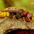 European hornet - Vespa crabro | Fotografijos autorius : Romas Ferenca | © Macronature.eu | Macro photography web site