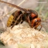 European hornet - Vespa crabro | Fotografijos autorius : Rasa Gražulevičiūtė | © Macronature.eu | Macro photography web site