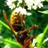 European hornet - Vespa crabro | Fotografijos autorius : Vitalii Alekseev | © Macronature.eu | Macro photography web site