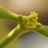 European mistletoe - Viscum album | Fotografijos autorius : Vidas Brazauskas | © Macronature.eu | Macro photography web site