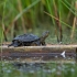 European pond turtle - Emys orbicularis | Fotografijos autorius : Dalia Račkauskaitė | © Macronature.eu | Macro photography web site