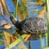 European pond turtle - Emys orbicularis | Fotografijos autorius : Gintautas Steiblys | © Macronature.eu | Macro photography web site