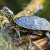 European pond turtle - Emys orbicularis | Fotografijos autorius : Gintautas Steiblys | © Macronature.eu | Macro photography web site