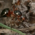 European red wood ant - Formica polyctena  | Fotografijos autorius : Gintautas Steiblys | © Macronature.eu | Macro photography web site