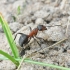 European red wood ant - Formica polyctena | Fotografijos autorius : Vytautas Gluoksnis | © Macronature.eu | Macro photography web site