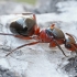 European red wood ant - Formica polyctena | Fotografijos autorius : Gintautas Steiblys | © Macronature.eu | Macro photography web site