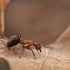 Mažoji miško skruzdėlė - Formica polyctena | Fotografijos autorius : Agnė Našlėnienė | © Macronature.eu | Macro photography web site