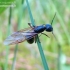 Mažoji miško skruzdėlė - Formica polyctena | Fotografijos autorius : Rasa Gražulevičiūtė | © Macronature.eu | Macro photography web site