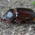 European rhinoceros beetle - Oryctes nasicornis ♀ | Fotografijos autorius : Gintautas Steiblys | © Macronature.eu | Macro photography web site