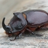 European rhinoceros beetle - Oryctes nasicornis ♂ | Fotografijos autorius : Gintautas Steiblys | © Macronature.eu | Macro photography web site