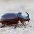 European rhinoceros beetle - Oryctes nasicornis | Fotografijos autorius : Agnė Našlėnienė | © Macronature.eu | Macro photography web site