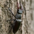 European stag beetle - Lucanus cervus ♂ | Fotografijos autorius : Eglė Vičiuvienė | © Macronature.eu | Macro photography web site