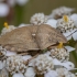 Maurinė vėžliablakė - Eurygaster maura | Fotografijos autorius : Žilvinas Pūtys | © Macronature.eu | Macro photography web site