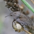 European tortoise bug - Eurygaster maura | Fotografijos autorius : Vytautas Gluoksnis | © Macronature.eu | Macro photography web site