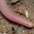 European worm snake - Xerotyphlops vermicularis | Fotografijos autorius : Gintautas Steiblys | © Macrogamta.lt | Šis tinklapis priklauso bendruomenei kuri domisi makro fotografija ir fotografuoja gyvąjį makro pasaulį.