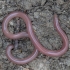 European worm snake - Xerotyphlops vermicularis | Fotografijos autorius : Žilvinas Pūtys | © Macronature.eu | Macro photography web site