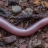 European worm snake - Xerotyphlops vermicularis | Fotografijos autorius : Žilvinas Pūtys | © Macronature.eu | Macro photography web site