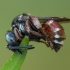 Bitė - Epeoloides coecutiens ♀ | Fotografijos autorius : Žilvinas Pūtys | © Macronature.eu | Macro photography web site