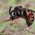 Bitė - Epeoloides coecutiens | Fotografijos autorius : Gintautas Steiblys | © Macronature.eu | Macro photography web site