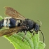 Europinė aksomvapsvė - Mutilla europaea ♂ | Fotografijos autorius : Gintautas Steiblys | © Macrogamta.lt | Šis tinklapis priklauso bendruomenei kuri domisi makro fotografija ir fotografuoja gyvąjį makro pasaulį.