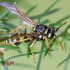 Europinė popiervapsvė | European paper wasp | Polistes dominula | Fotografijos autorius : Darius Baužys | © Macrogamta.lt | Šis tinklapis priklauso bendruomenei kuri domisi makro fotografija ir fotografuoja gyvąjį makro pasaulį.