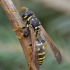 Europinė popiervapsvė - Polistes dominula | Fotografijos autorius : Romas Ferenca | © Macrogamta.lt | Šis tinklapis priklauso bendruomenei kuri domisi makro fotografija ir fotografuoja gyvąjį makro pasaulį.