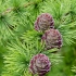 Europinis maumedis | European Larch | Larix decidua | Fotografijos autorius : Darius Baužys | © Macrogamta.lt | Šis tinklapis priklauso bendruomenei kuri domisi makro fotografija ir fotografuoja gyvąjį makro pasaulį.