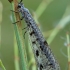 Europinis skruzdžių liūtas - Euroleon nostras | Fotografijos autorius : Gintautas Steiblys | © Macrogamta.lt | Šis tinklapis priklauso bendruomenei kuri domisi makro fotografija ir fotografuoja gyvąjį makro pasaulį.